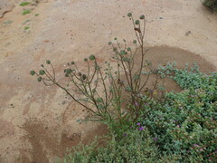 Osteospermum monstrosum