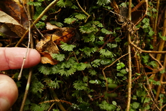 Hymenophyton flabellatum