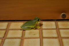 Ranoidea caerulea