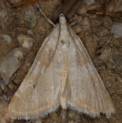 Hellula aqualis