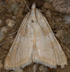 Hellula aqualis
