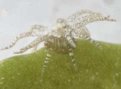 Bunodeopsis globulifera