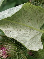 Golovinomyces cichoracearum