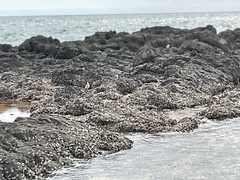 Charadrius obscurus aquilonius