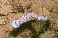 Hypselodoris tryoni