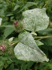 Golovinomyces cichoracearum
