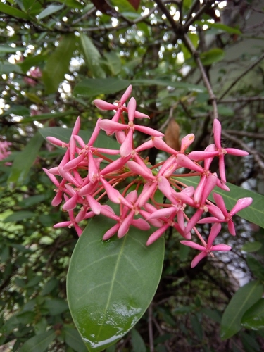 Ixora finlaysoniana