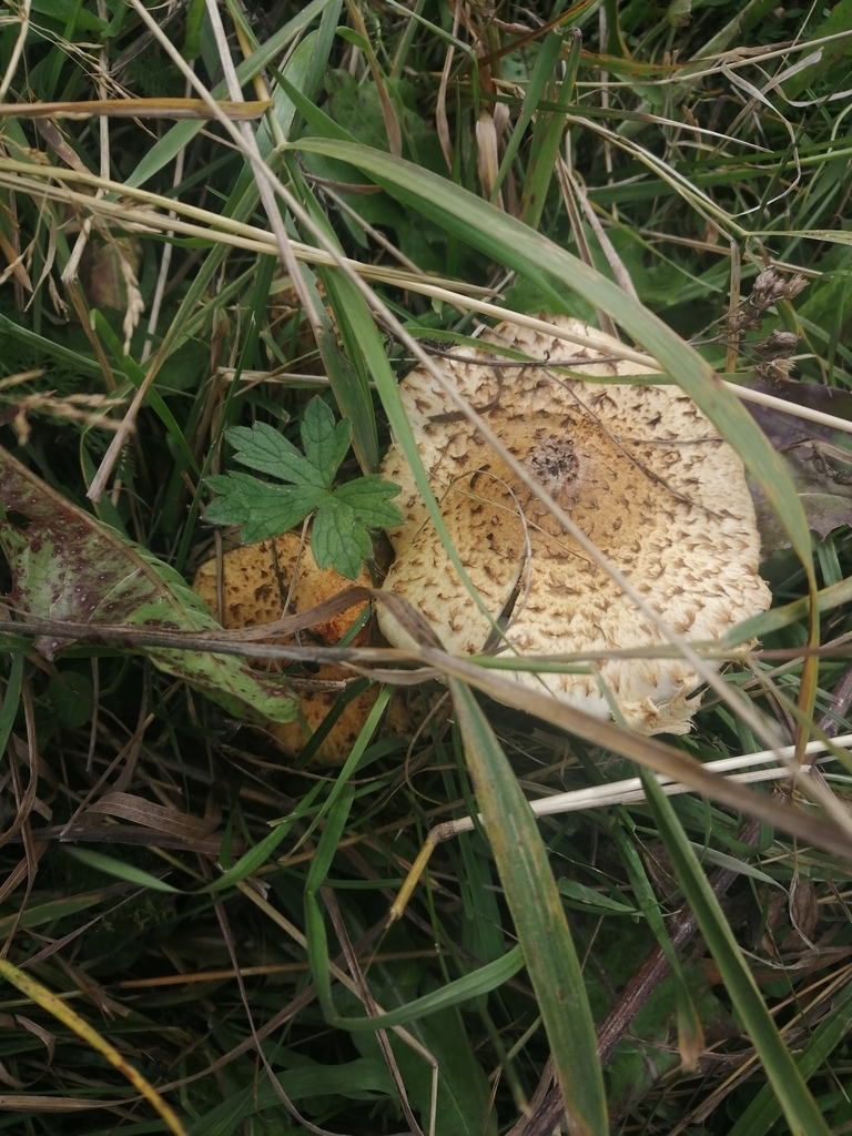 Pholiota squarrosa · September 2022 · photo: © ro_ko (iNaturalist, cc-by)