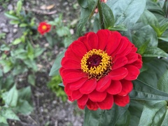Zinnia elegans