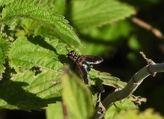 Trichopoda pictipennis