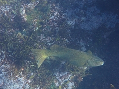 Olisthops cyanomelas