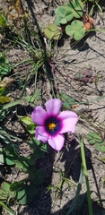 Moraea melanops