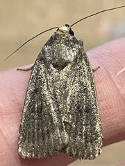 Amphipyra tragopoginis