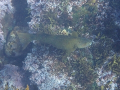 Olisthops cyanomelas