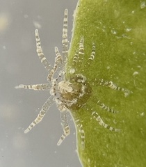 Bunodeopsis globulifera