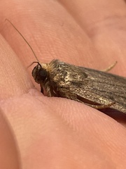 Amphipyra tragopoginis