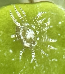 Bunodeopsis globulifera