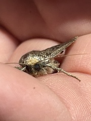 Amphipyra tragopoginis