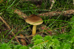 Cortinarius croceus