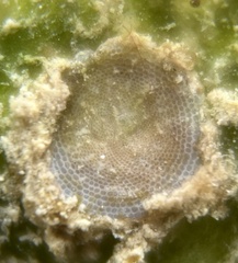 Marginopora