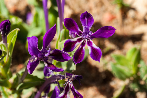 Lapeirousia jacquinii
