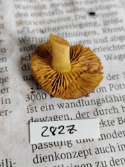 Cortinarius croceus