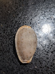 Naria erosa