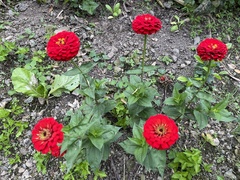 Zinnia elegans