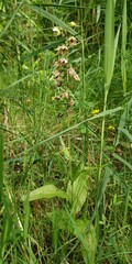 Epipactis helleborine