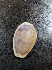 Naria erosa