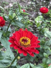Zinnia elegans
