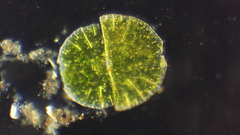 Micrasterias denticulata