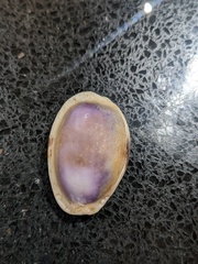 Naria erosa