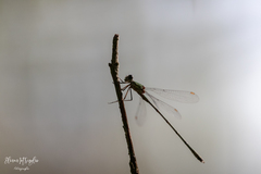 Chalcolestes viridis