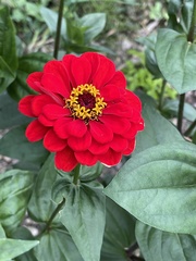 Zinnia elegans