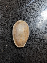 Naria erosa
