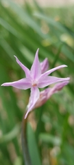 Tulbaghia violacea