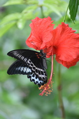 Papilio polymnestor