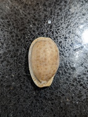 Naria erosa