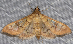 Mimorista subcostalis