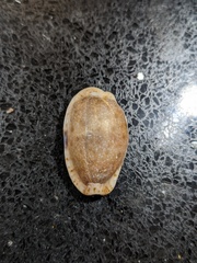 Naria erosa
