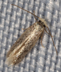 Nepticuloidea