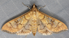 Mimorista subcostalis