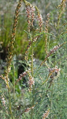 Myricaria germanica