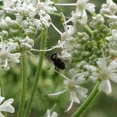 Orthops