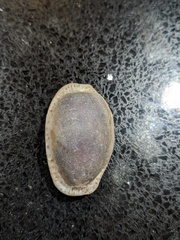 Naria erosa