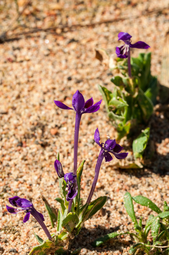 Lapeirousia jacquinii