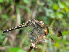 Sympetrum infuscatum
