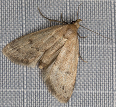 Dasyblemma straminea