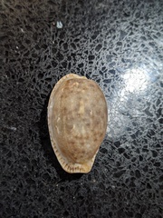 Naria erosa